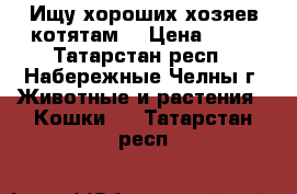 Ищу хороших хозяев котятам  › Цена ­ 10 - Татарстан респ., Набережные Челны г. Животные и растения » Кошки   . Татарстан респ.